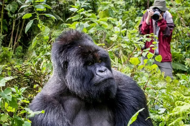 7-Day Uganda Safari Highlights