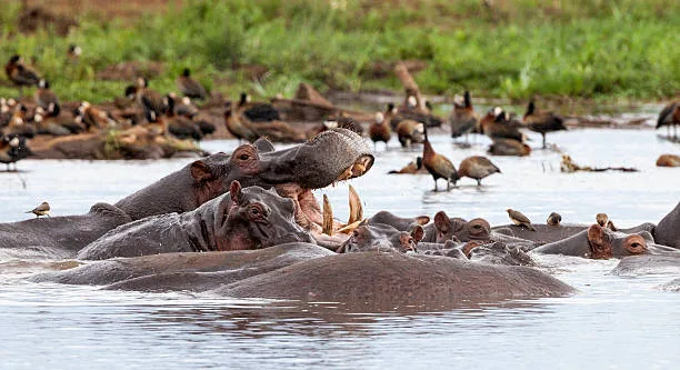 10-Day Serengeti Migration, Lake Natron & Big Five Safari Tanzania gallery image