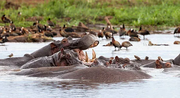 10-Day Serengeti Migration, Lake Natron & Big Five Safari Tanzania