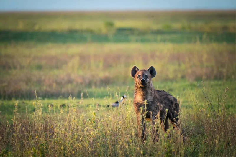 14-Day Zambezi and Luangwa Valleys gallery image
