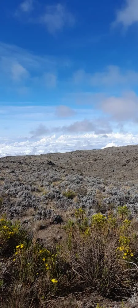 8-Day The Whiskey Kilimanjaro Trip Machame Route 2026 - 2027 - 2028 gallery image