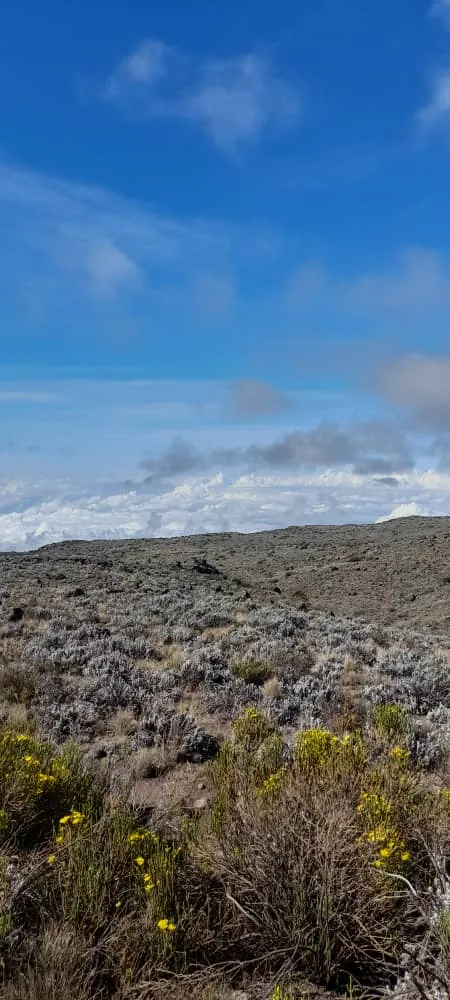 1-Day Mount Kilimanjaro Hike via Machame "Whiskey" Route - Kilimanjaro