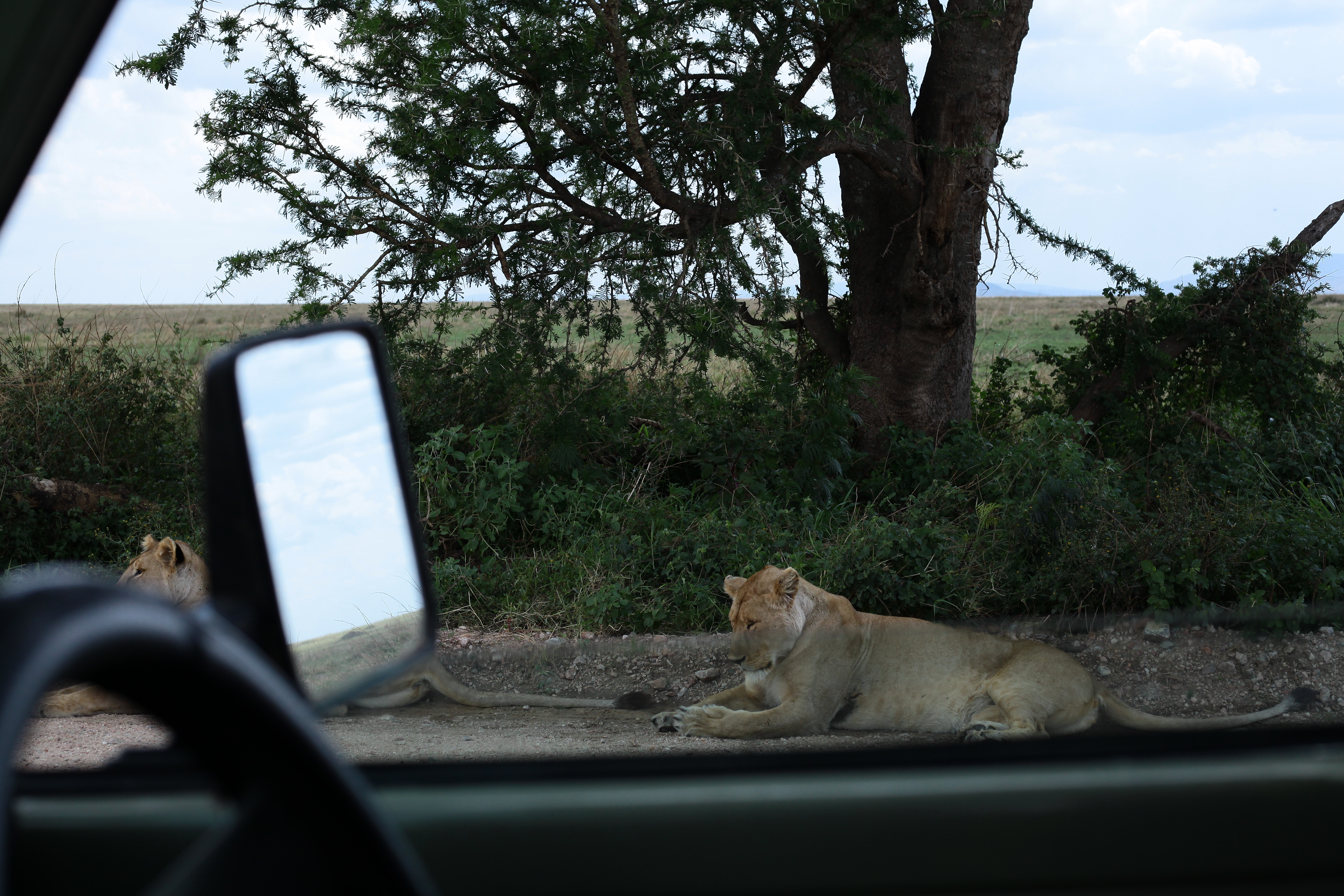 7-Day Amazing Luxury Safari - Tanzania safari