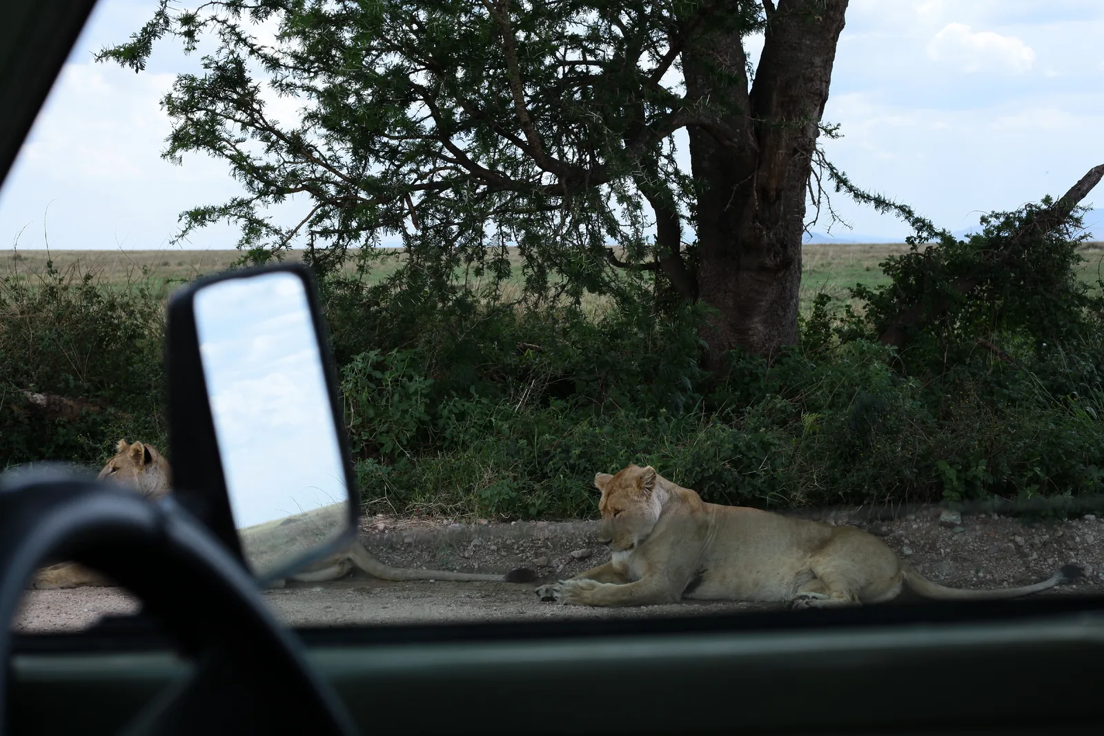 7-Day Amazing Luxury Safari - Tanzania safari hero photo