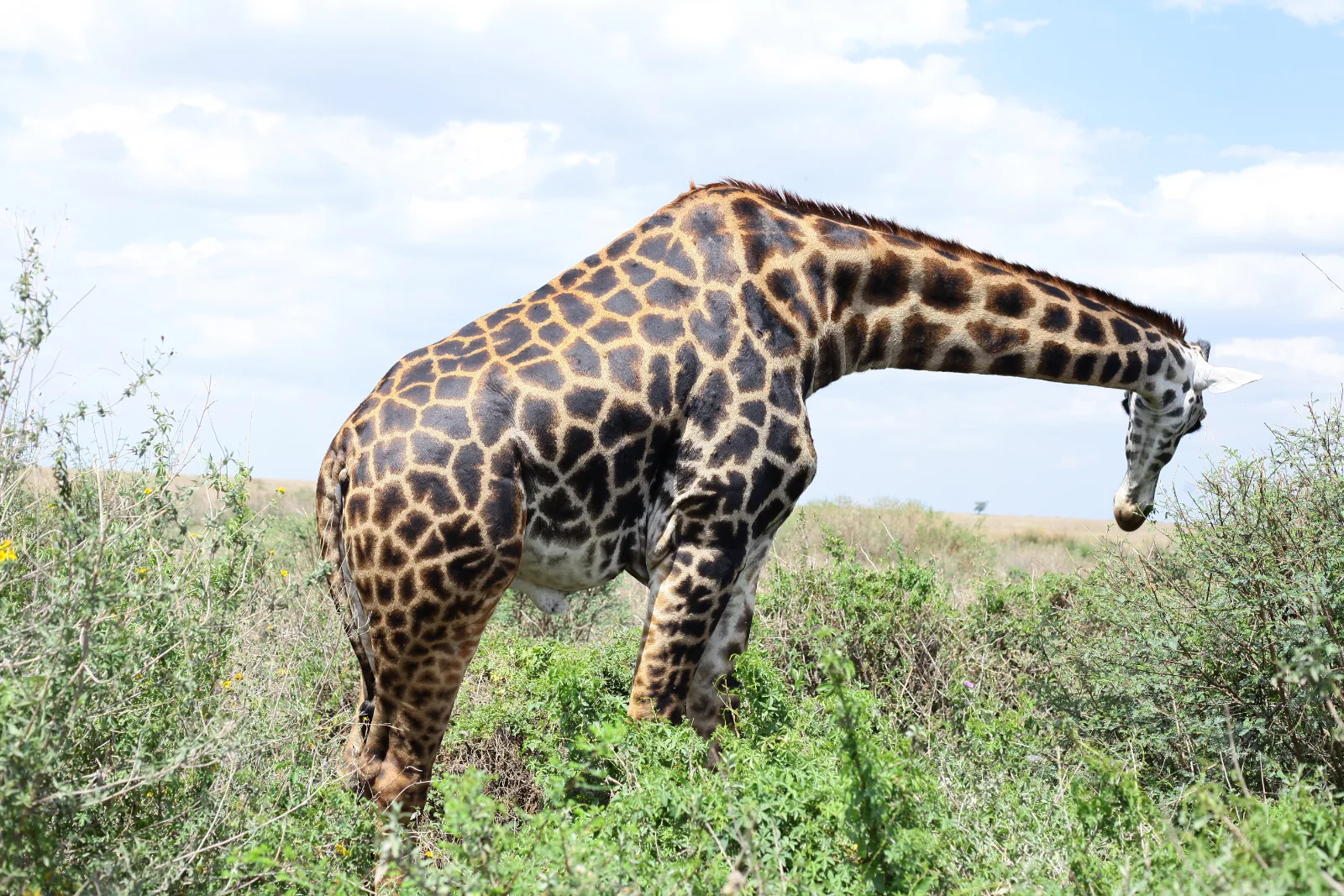 5-Day Victoria Falls and Botswana Standard Tour gallery image