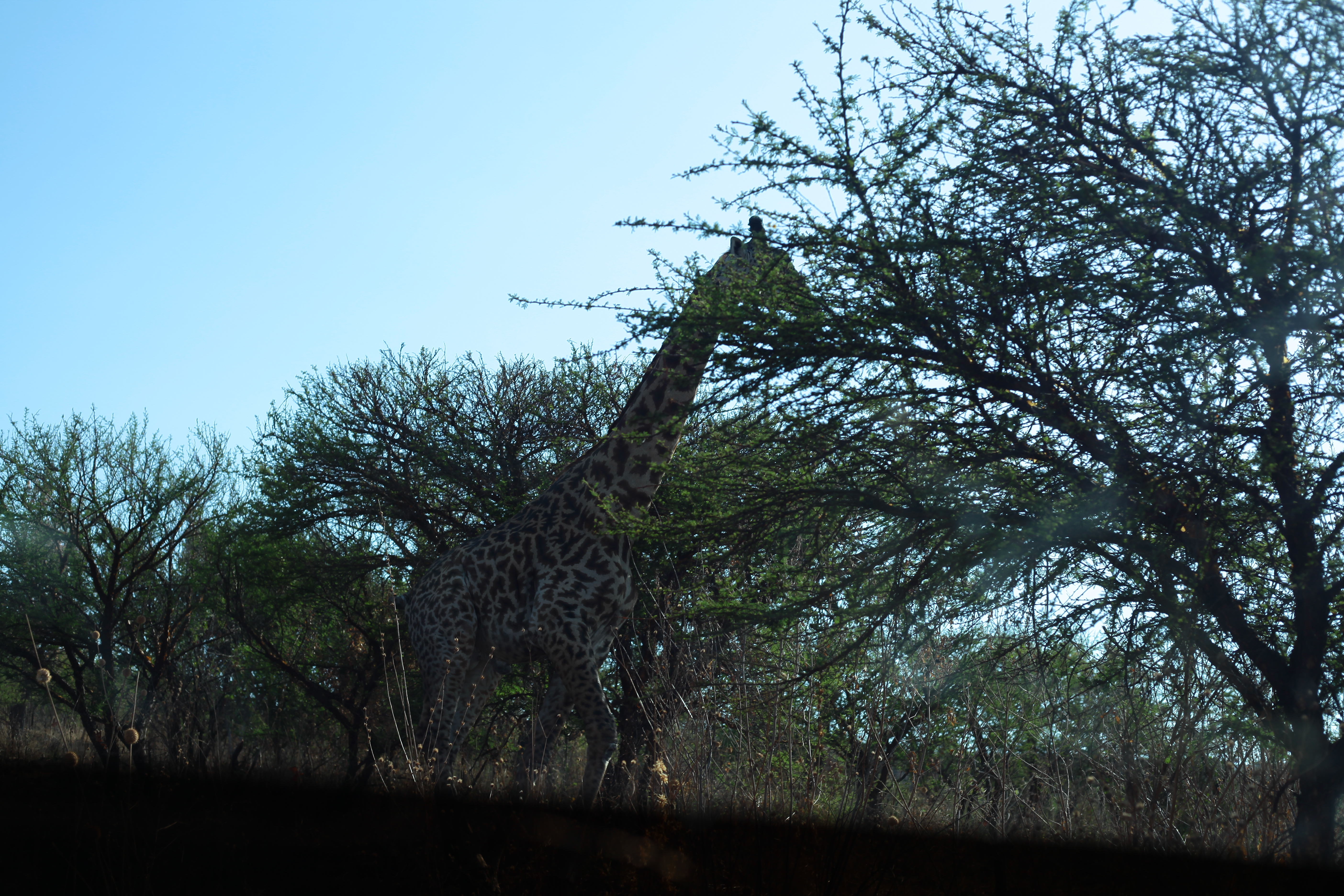 1-Day Trip to Arusha to Lake Manyara National Park gallery image