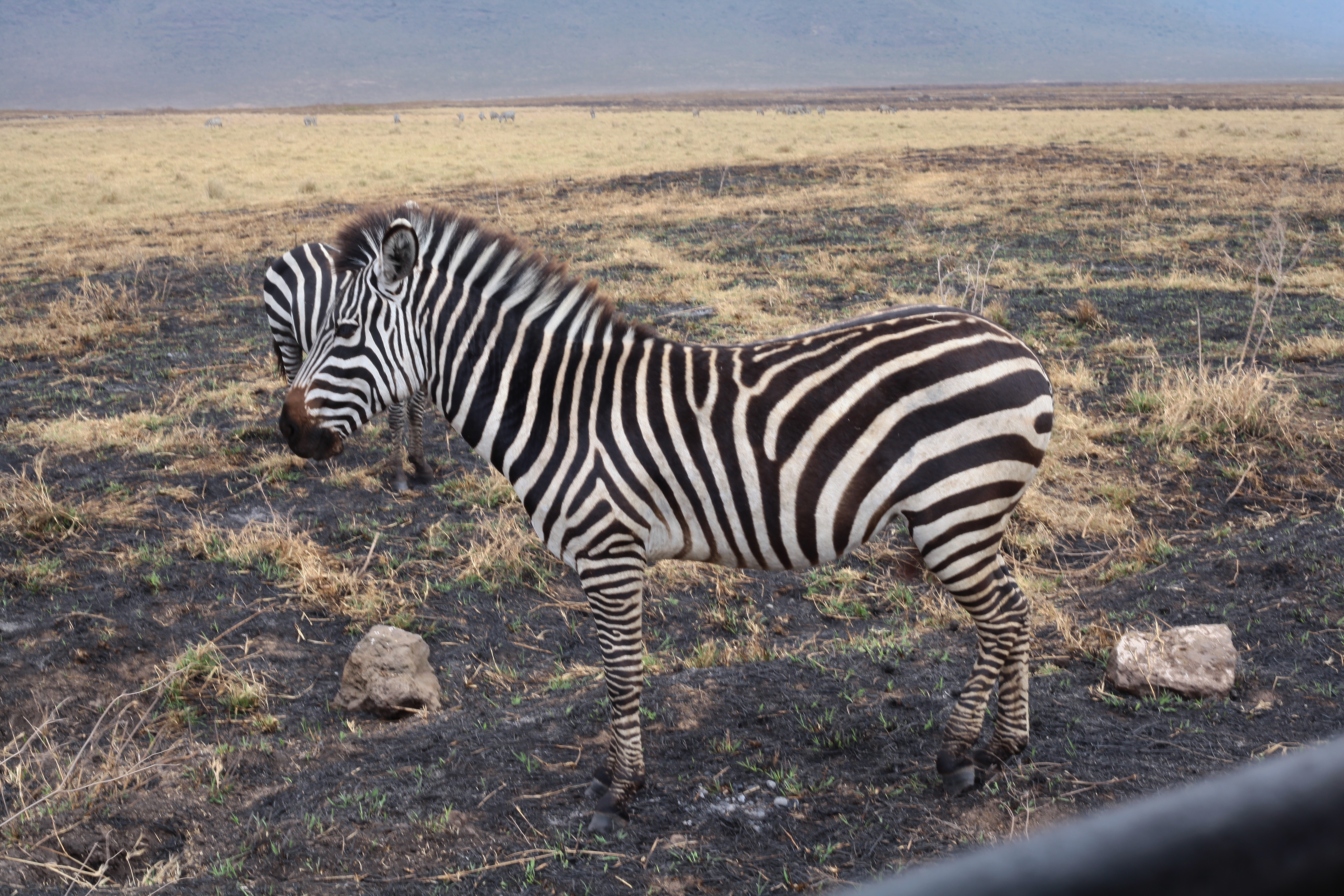 1-Day Adventure Safari to Nyerere National Park - Tanzania safari