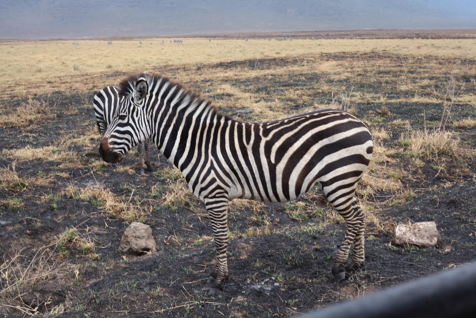 1-Day Adventure Safari to Nyerere National Park - Tanzania safari hero photo
