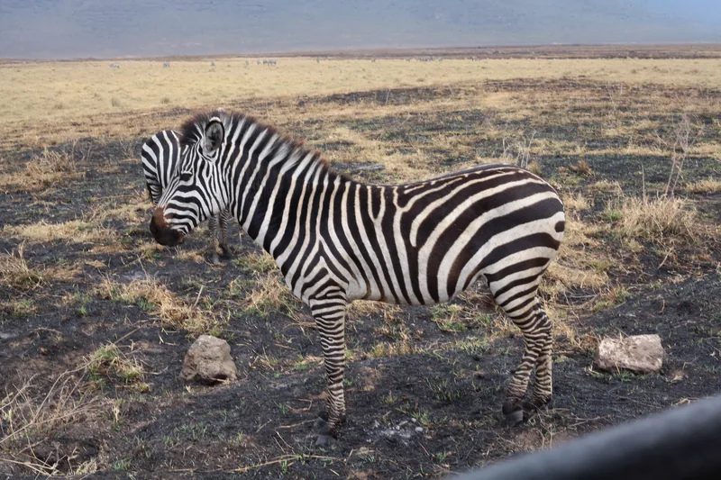 3-Day Serengeti and Ngorongoro - Midrange Safari - Tanzania safari