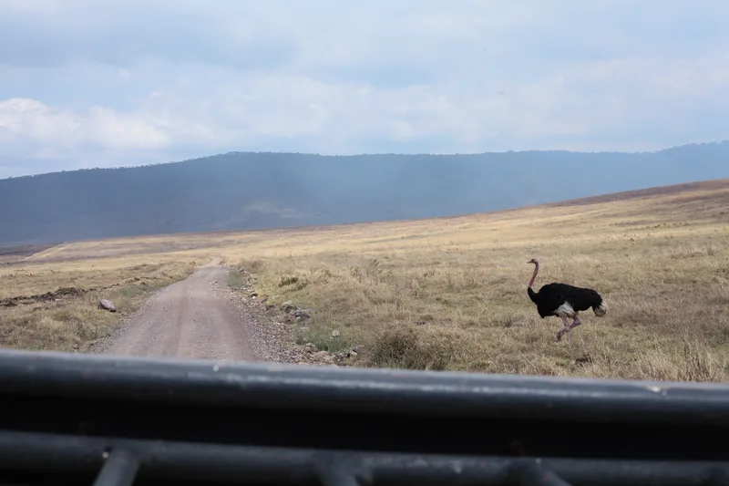 3-Day Safari Spectacular, Tarangire, Ngorongoro, Manyara - Tanzania safari