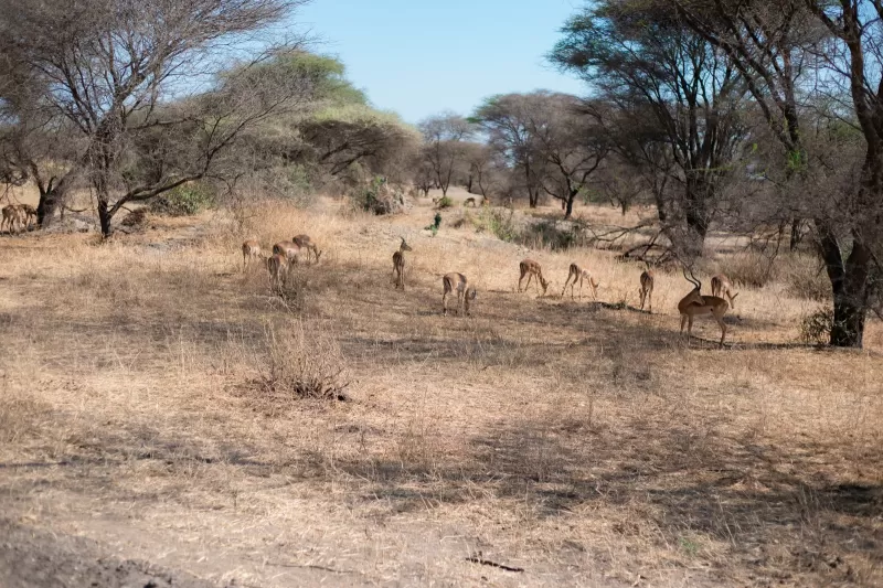8-Days Private Mid-Range Serengeti Wildebeests Migration - 2026 2027 gallery image