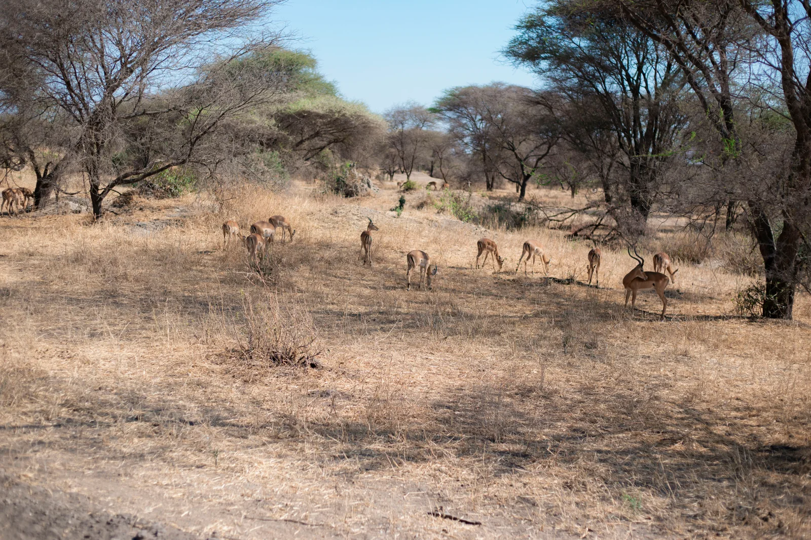 2-Day Taste of Tanzania Safari (Tarangire and Manyara)