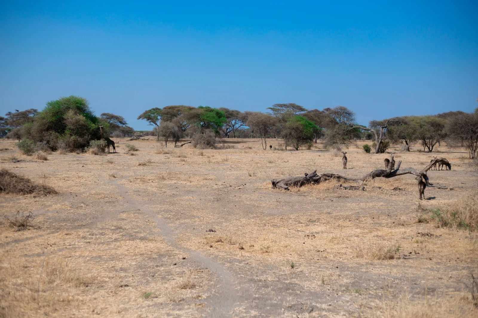 8-Day Epic Serengeti Wildebeest Migration Mara River Crossing Safari  -  2026/2027 Tanzania Adventure gallery image