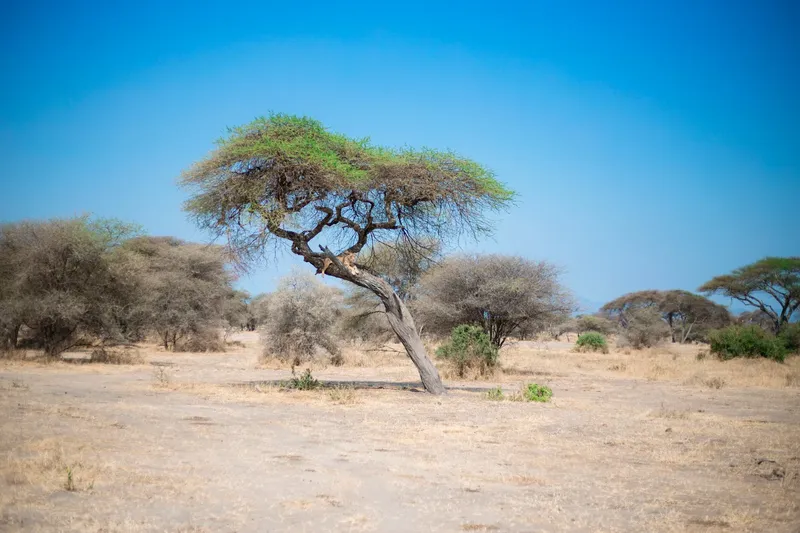 5-Day Tarangire, Ngorongoro & Manyara Perfect Trip - Tanzania safari