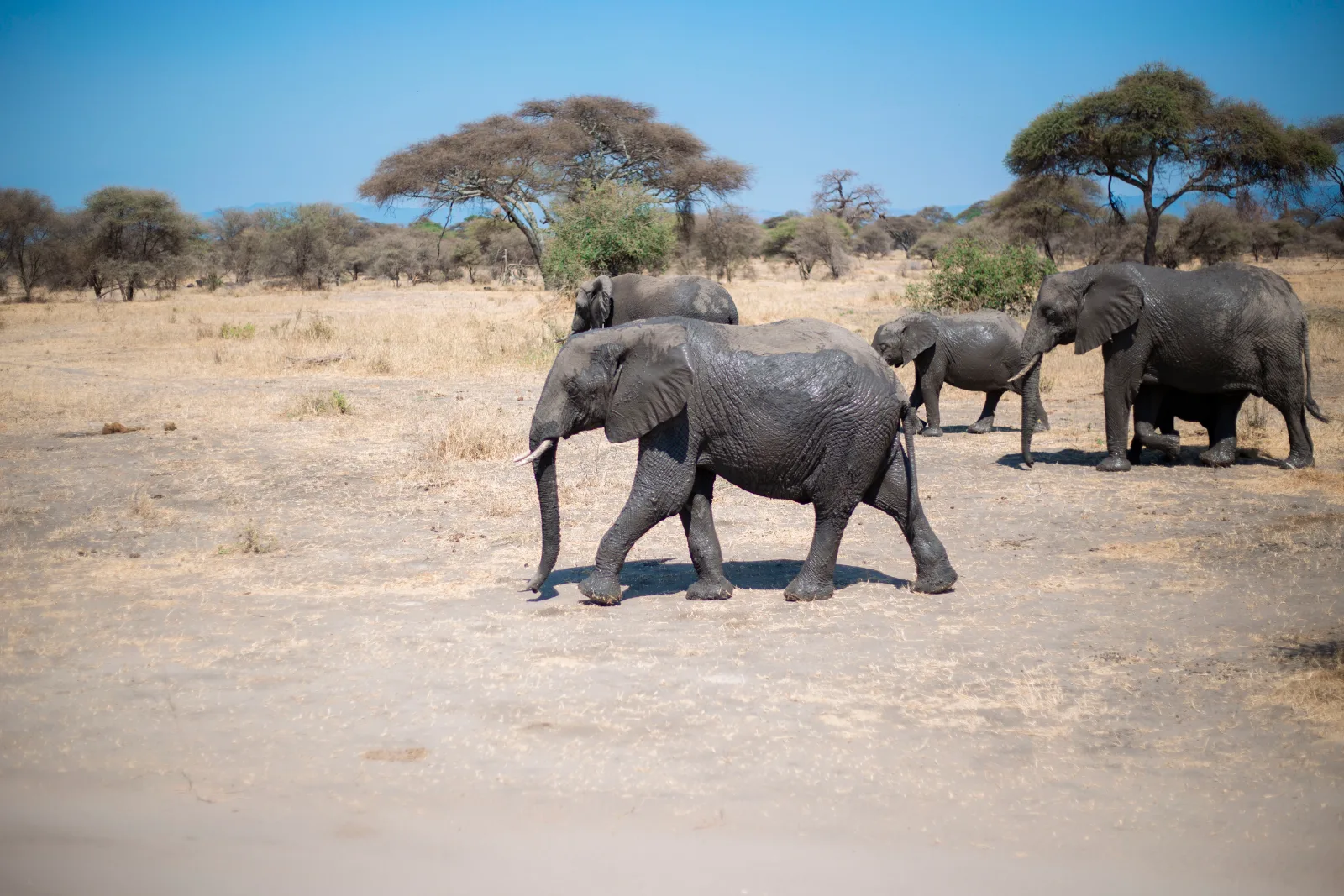 8-Day Epic Serengeti Wildebeest Migration Mara River Crossing Safari  -  2026/2027 Tanzania Adventure gallery image