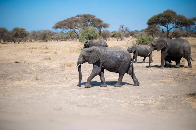 5-Day Classic Safari Expedition - Tanzania safari gallery image