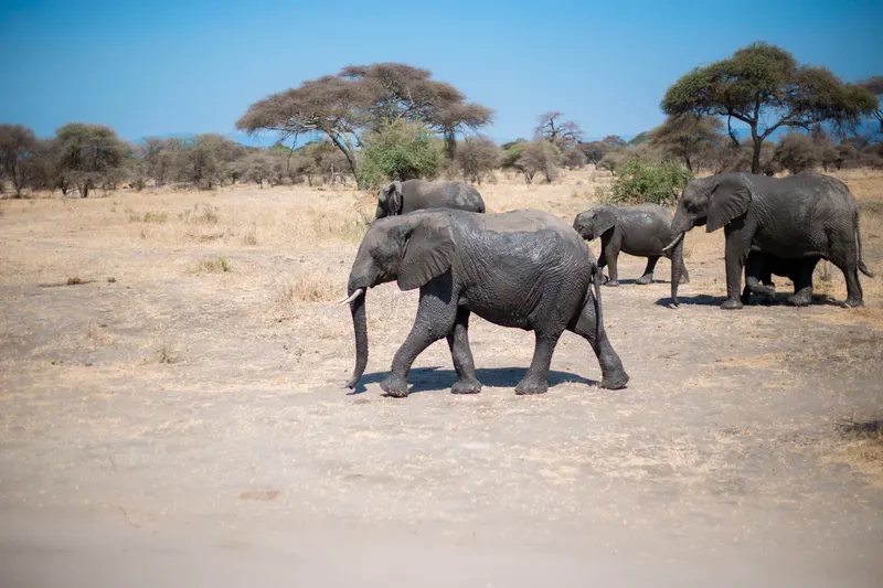 2-Day Tarangire Ngorongoro Crater Safari