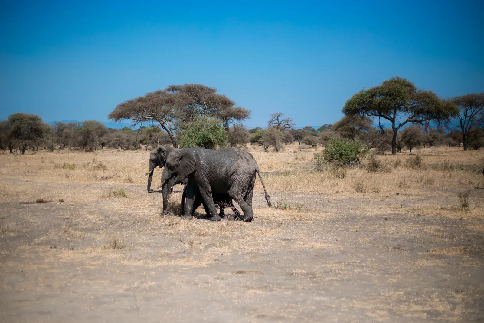 5-Day Tanzania Safari & Cultural Experience (Join-In Group Package) hero photo