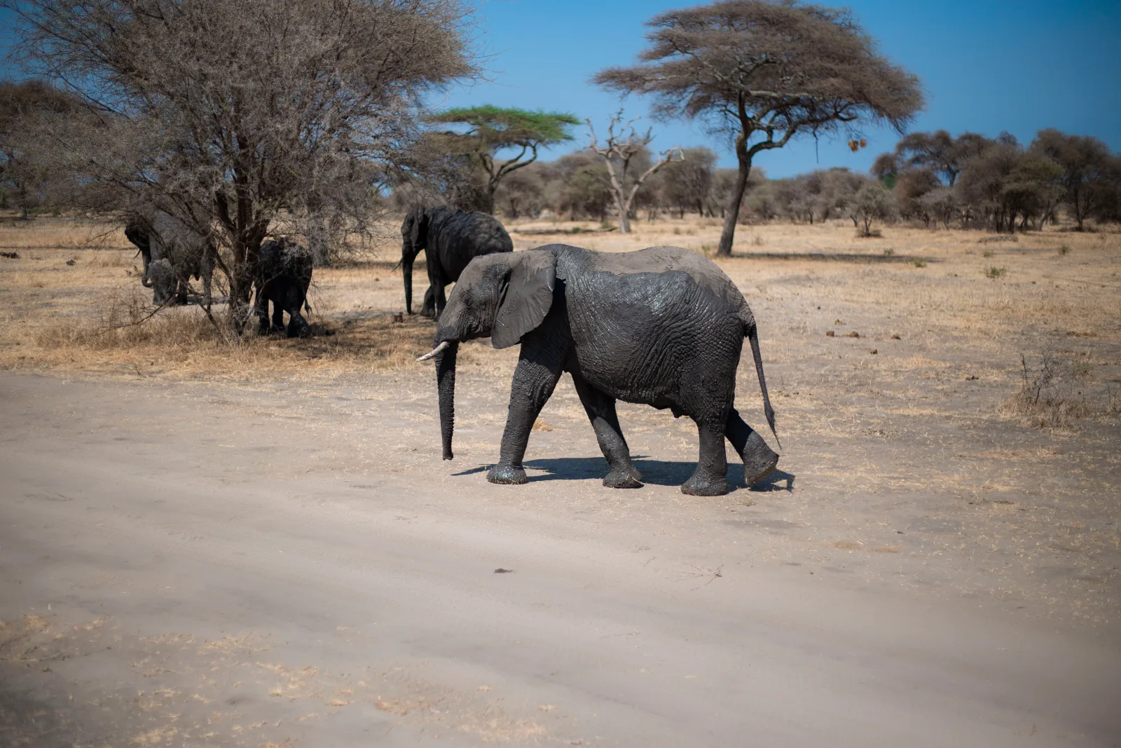 3-Day Zanzibar to Tarangire, Ngorongoro & Lake Manyara budget Safari gallery image