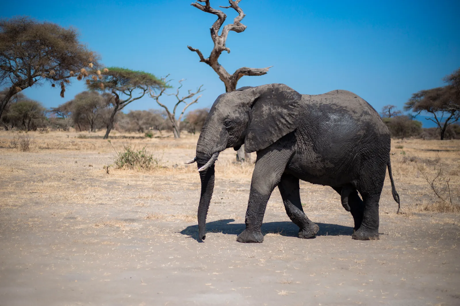 5-Day Tarangire, Ngorongoro & Manyara Perfect Trip - Tanzania safari gallery image