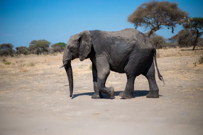 1 Day Trip to Tarangire National Park - Tour