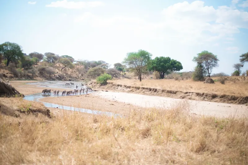 3-Day Zanzibar to Tarangire, Ngorongoro & Lake Manyara - Tanzania safari