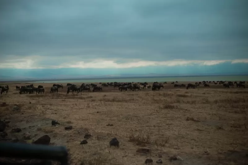 8-Days Private Mid-Range Serengeti Wildebeests Migration - 2026 2027 gallery image