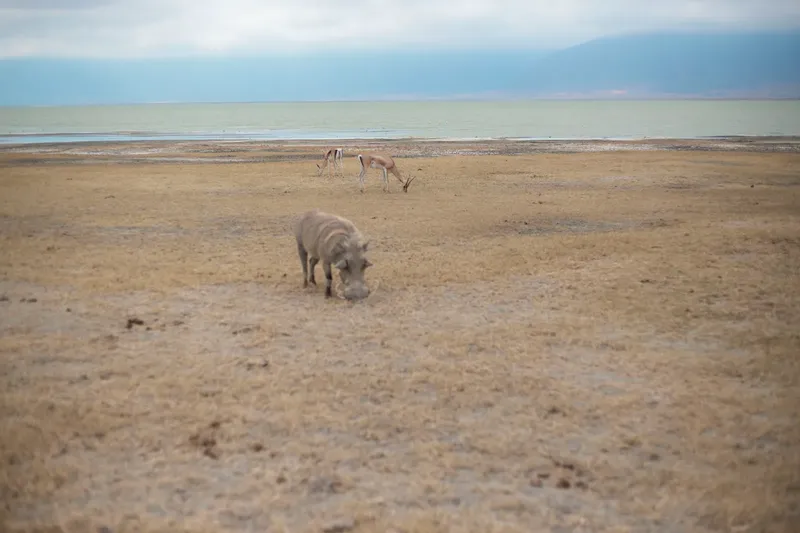 7-Day Migration Gnu Safari - Kenya & Tanzania Tour gallery image