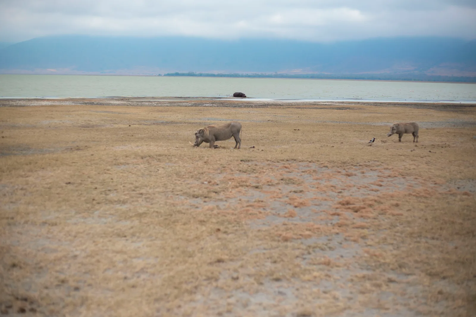 3-Day Ultimate Best Tarangire, Ngorongoro & Manyara Trip - Tanzania safari gallery image