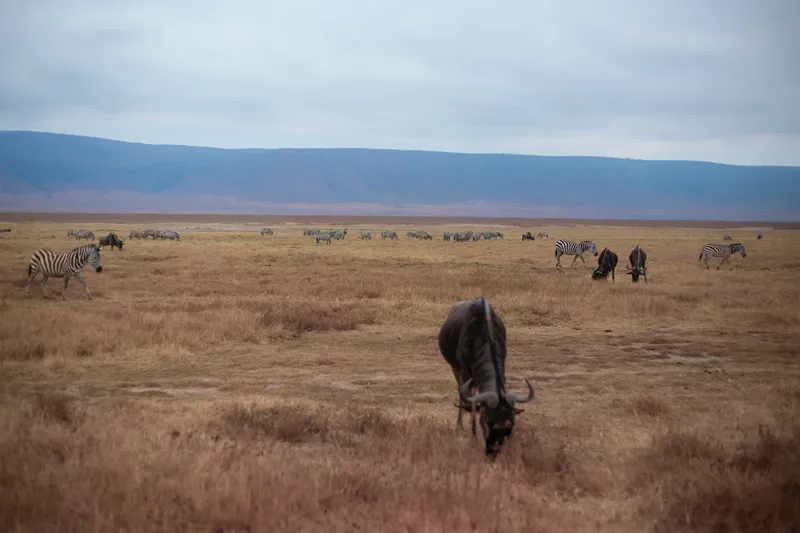 3-Day Luxury Tour from Zanzibar - Tarangire & Ngorongoro - Tanzania safari
