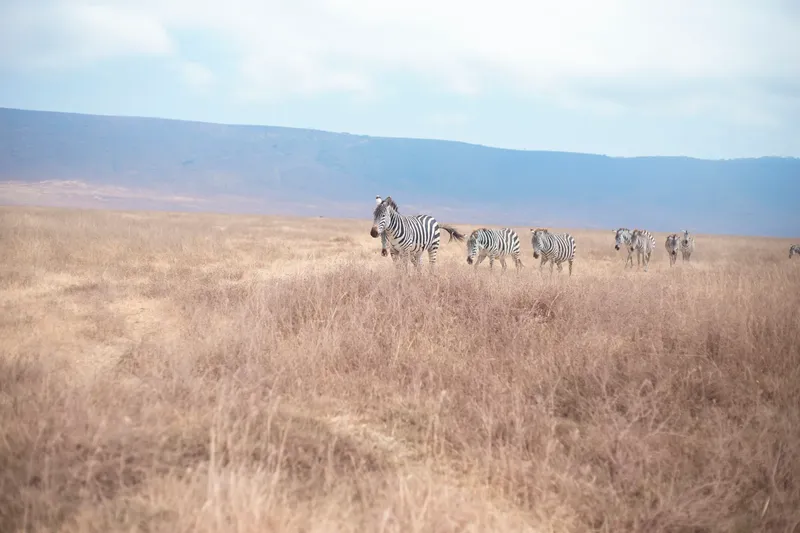 3-Day Luxury Tour from Zanzibar - Tarangire & Ngorongoro - Tanzania safari gallery image