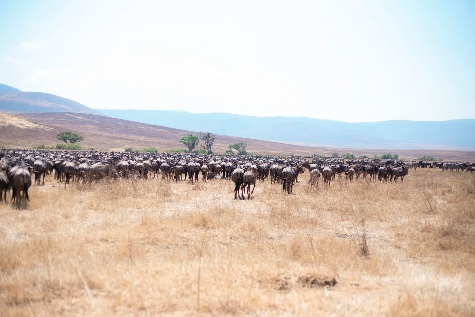 8-Day Legendary Wildebeest Migration Safari: Serengeti Plains to Ngorongoro Highlands 2026–2027 Tanzania gallery image