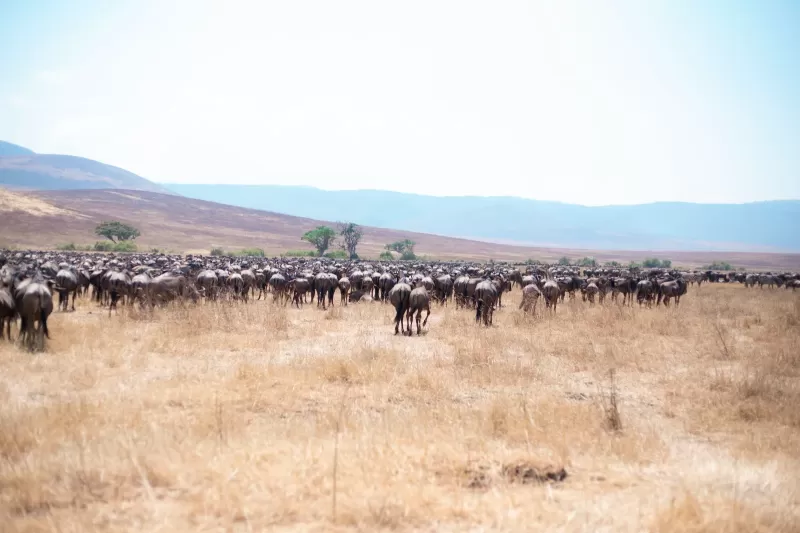 8-Days Private Mid-Range Serengeti Wildebeests Migration - 2026 2027 gallery image