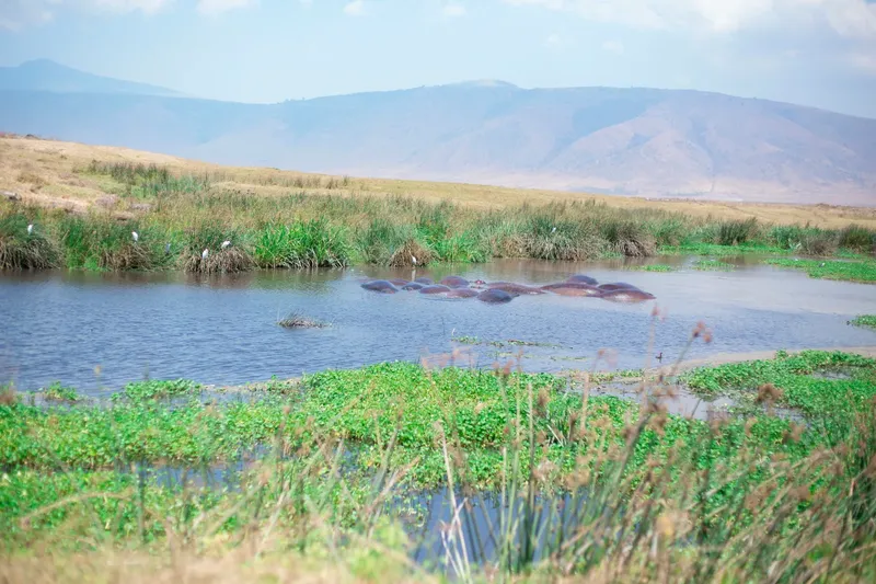 Exclusive 1-Day Trip to Ngorongoro Crater Tour Package gallery image