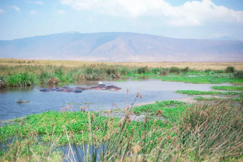 2-Day Luxury Adventure to Tarangire & Ngorongoro Crater