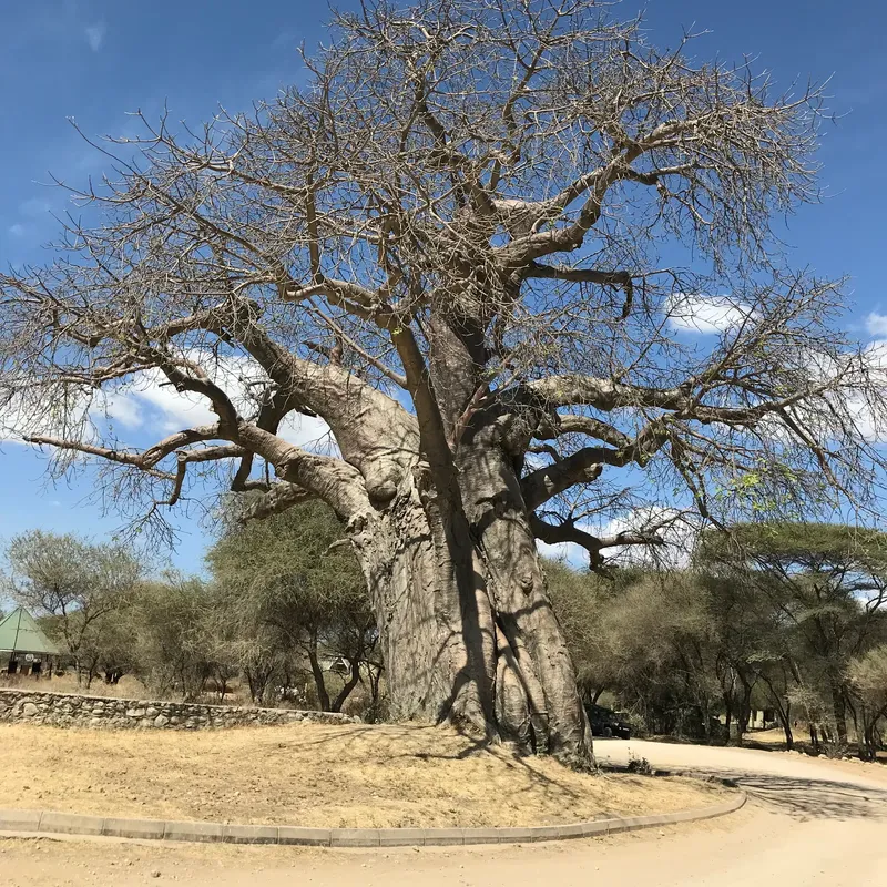 2-Day Tarangire & Lake Manyara Safari Escape gallery image