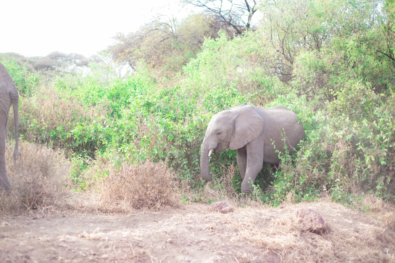 1-Day Explore Mikumi NP from Dar Es Salaam by Train - Tanzania safari gallery image