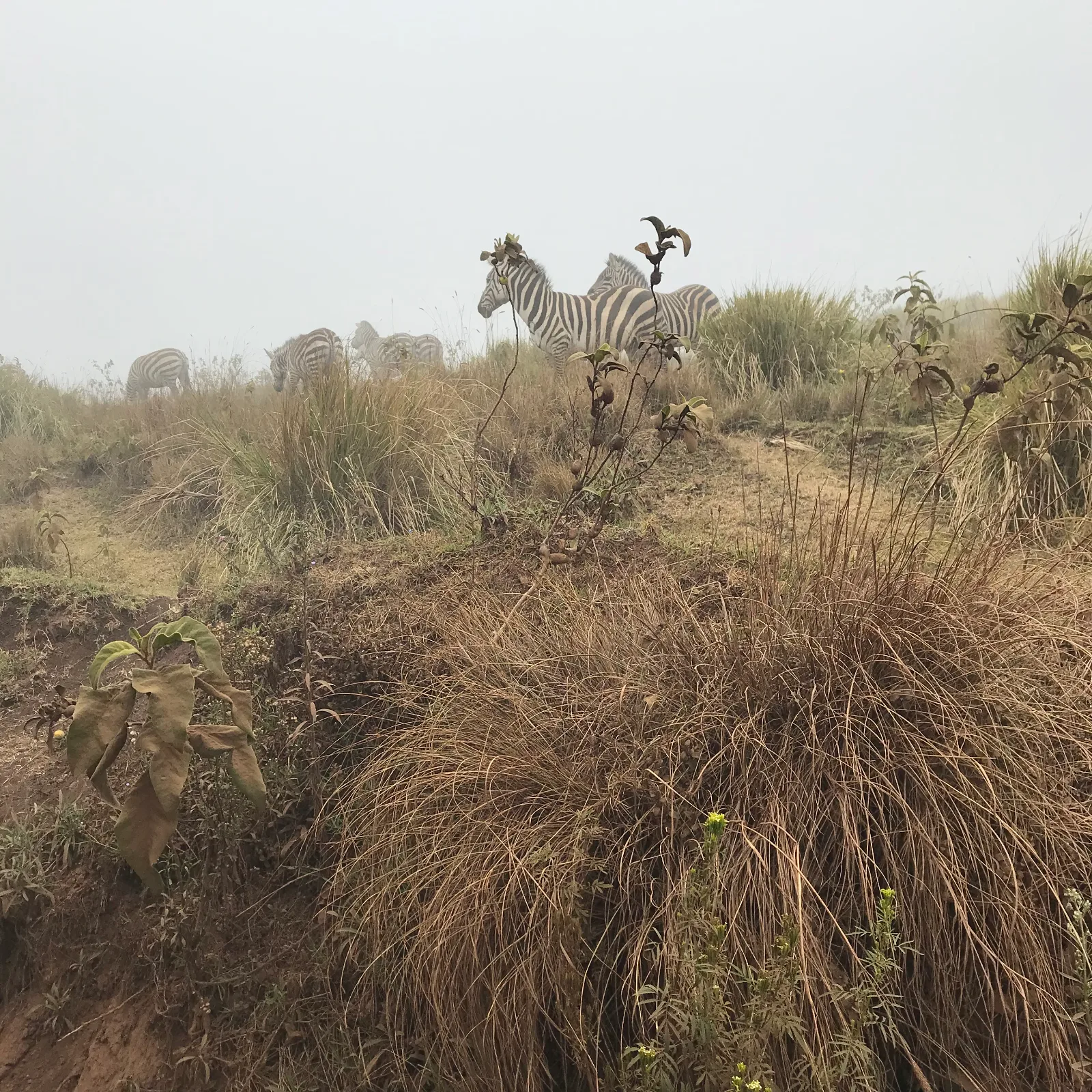 6-Day Shared Group Camping Safari – 2 Nights in Serengeti and Big 5 Adventure gallery image