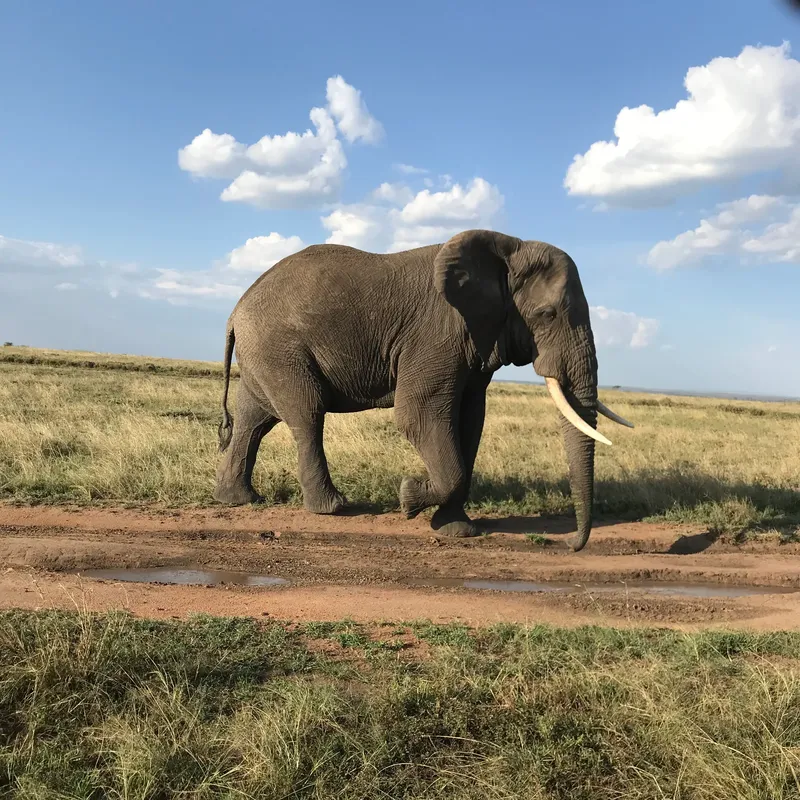 12-Day Serengeti, Ngorongoro, Ruaha National Park - Tanzania safari gallery image