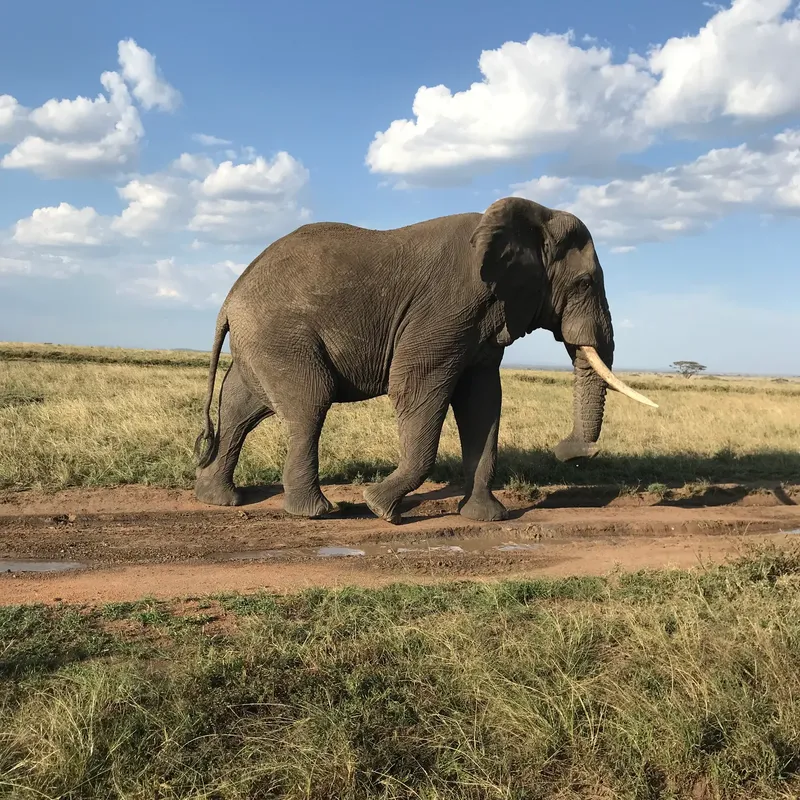 3-Day Tanzania Mid-Range Fly-In Honeymoon Safari 2026 - 2027