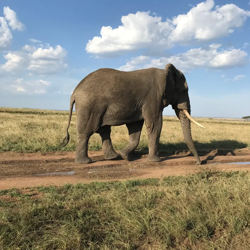 8-Day Budget Serengeti Wildebeest Migration Lodge Safari  -  Tanzania gallery image