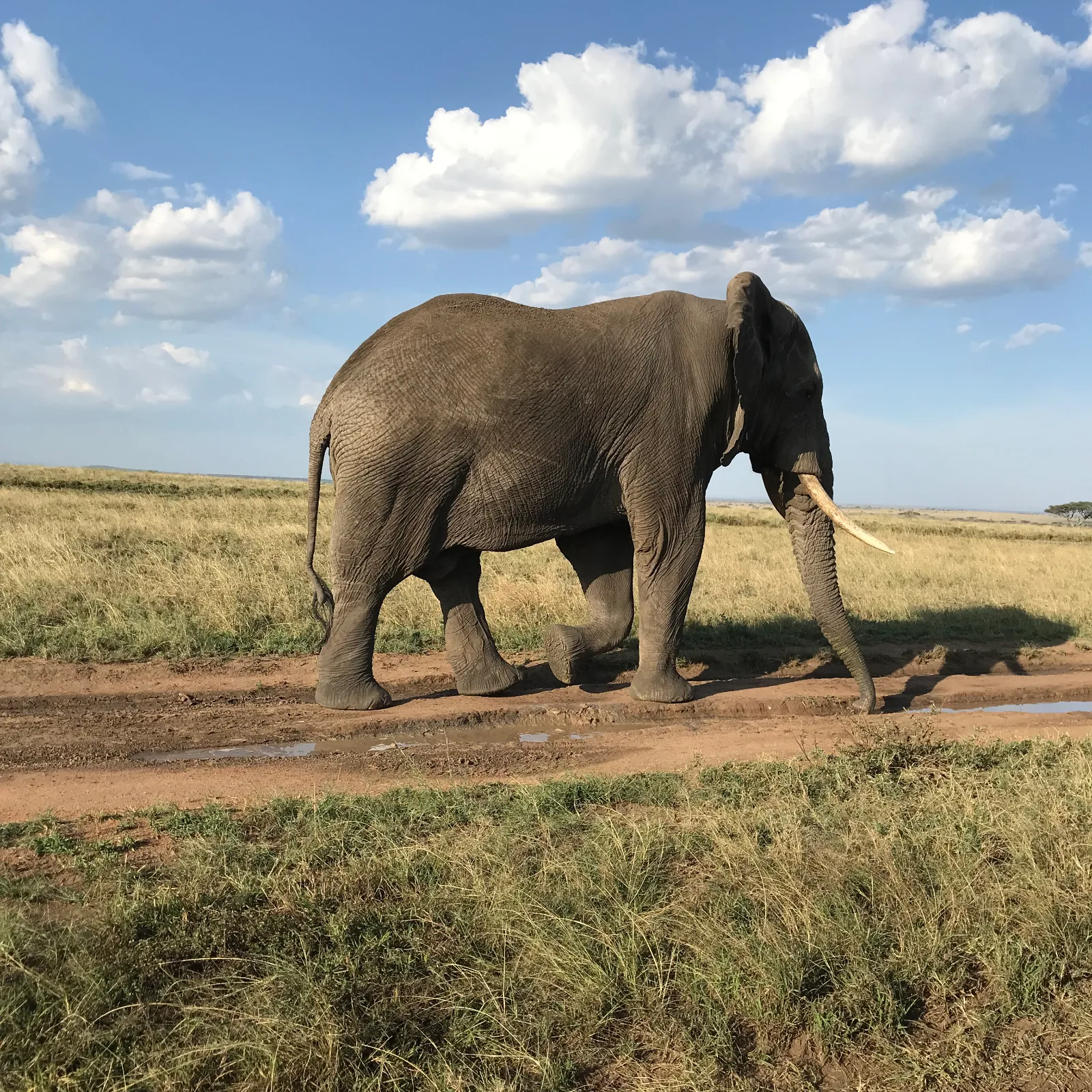 5-Day Serengeti & Ngorongoro Mid Range Tanzania Safari gallery image