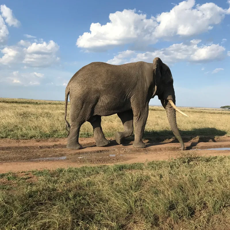 5-Day Serengeti & Ngorongoro Mid Range Tanzania Safari gallery image