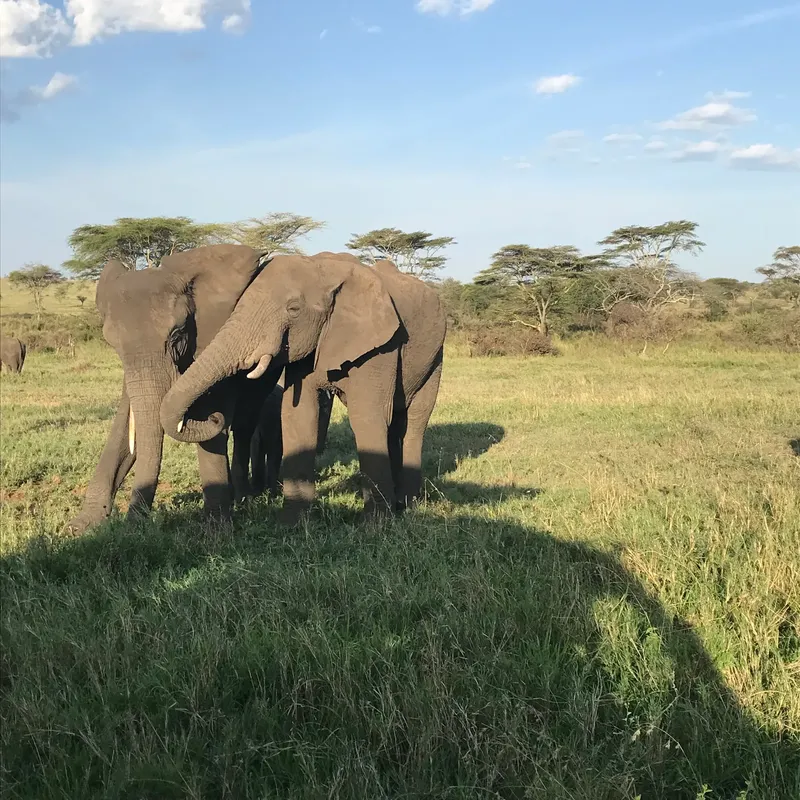 3-Day Serengeti and Ngorongoro Join Tour - Tanzania safari