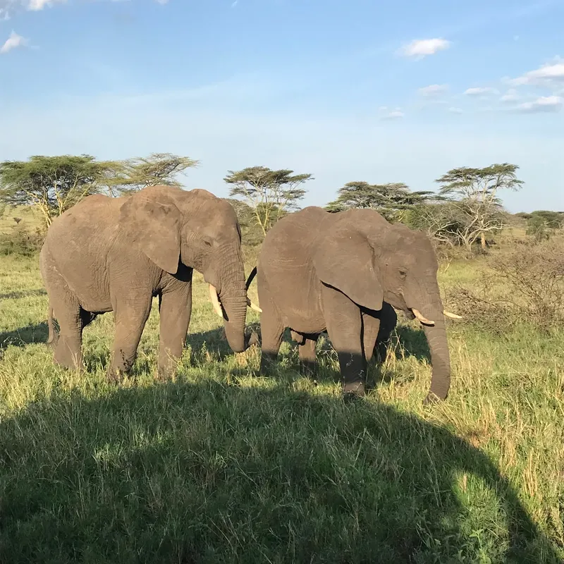 3-Days Luxury Tour from Zanzibar to Serengeti and Ngorongoro Crater