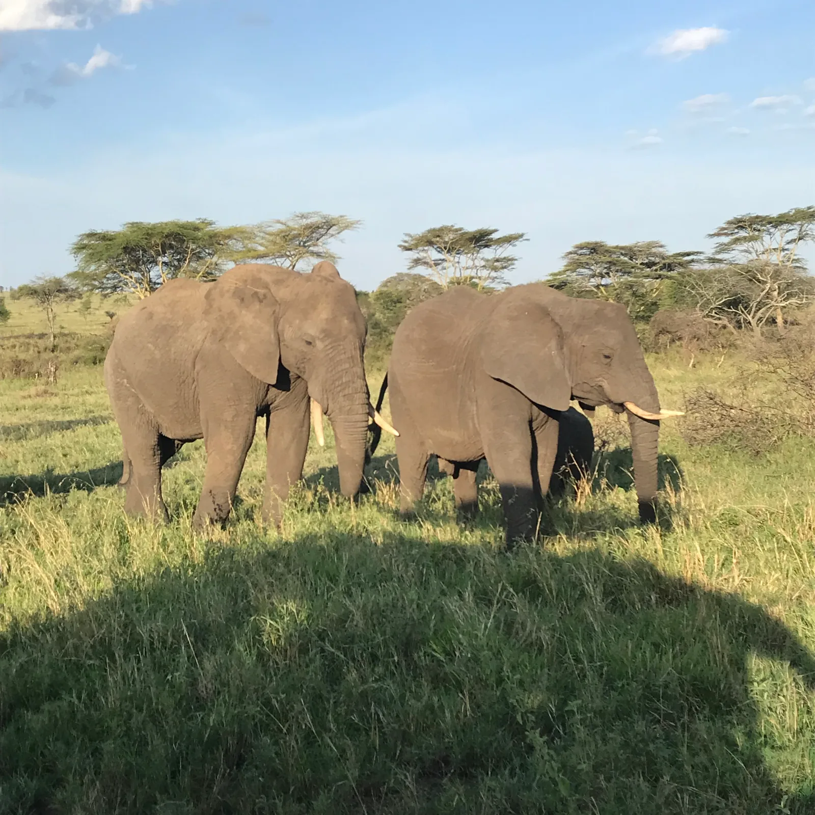 5-Day Living Among Lions - Mid-Range - Tanzania safari gallery image
