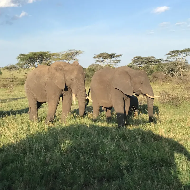 5-Day Living Among Lions - Mid-Range - Tanzania safari gallery image