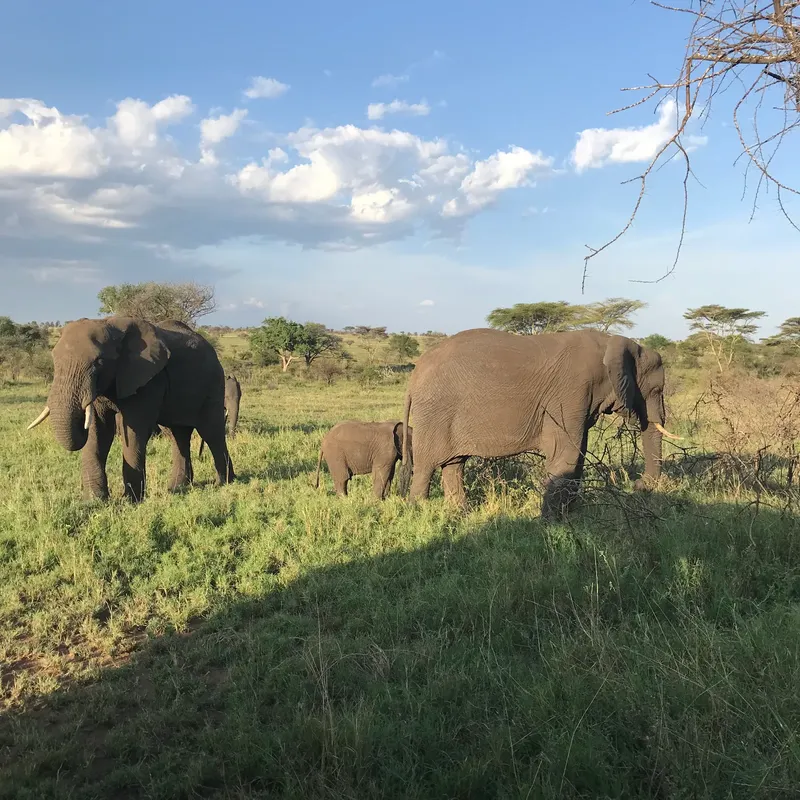 5-Day Sharing Budget Safari Escape Serengeti, Ngorongoro, Tarangire & Materuni  -  Tanzania gallery image