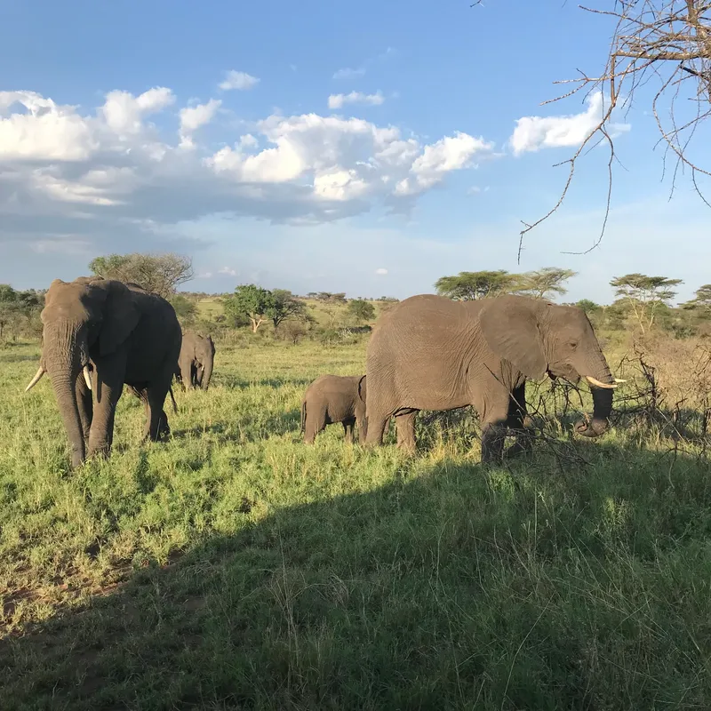 8-Day Tarangire, Serengeti & Ngorongoro Crater Mid Range - Tanzania safari gallery image