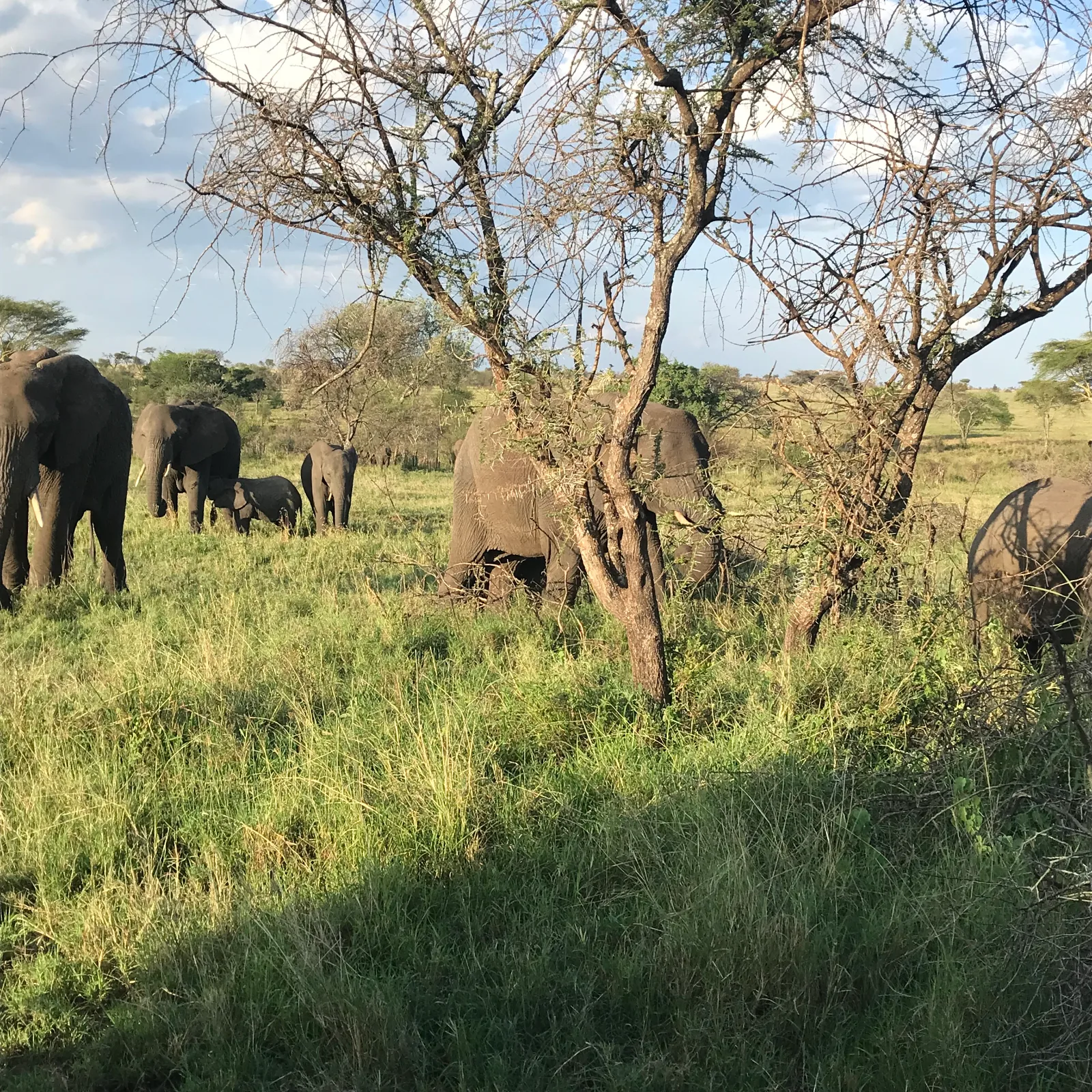 5-Day Tarangire, Serengeti, Ngorongoro & Manyara Journey - Tanzania safari gallery image